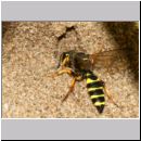 Cerceris arenaria - Sandknotenwespe w19a 13mm - Sandgrube OS-Wallenhorst.jpg